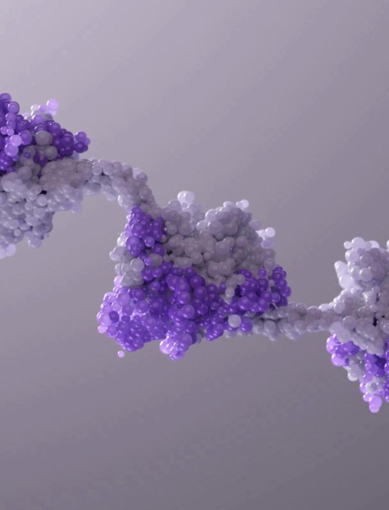 A microscopic illustration of a long chain made up of small molecules with five spherical groupings of molecules on the chain in two different shades of purple.